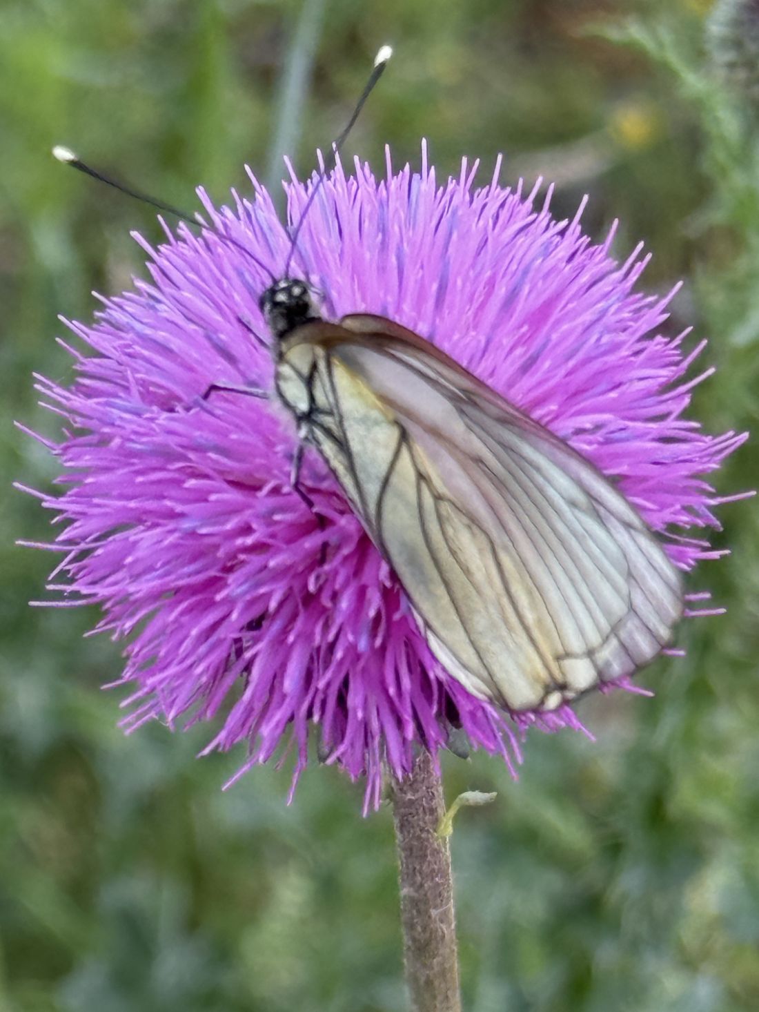 aporia crataegi
