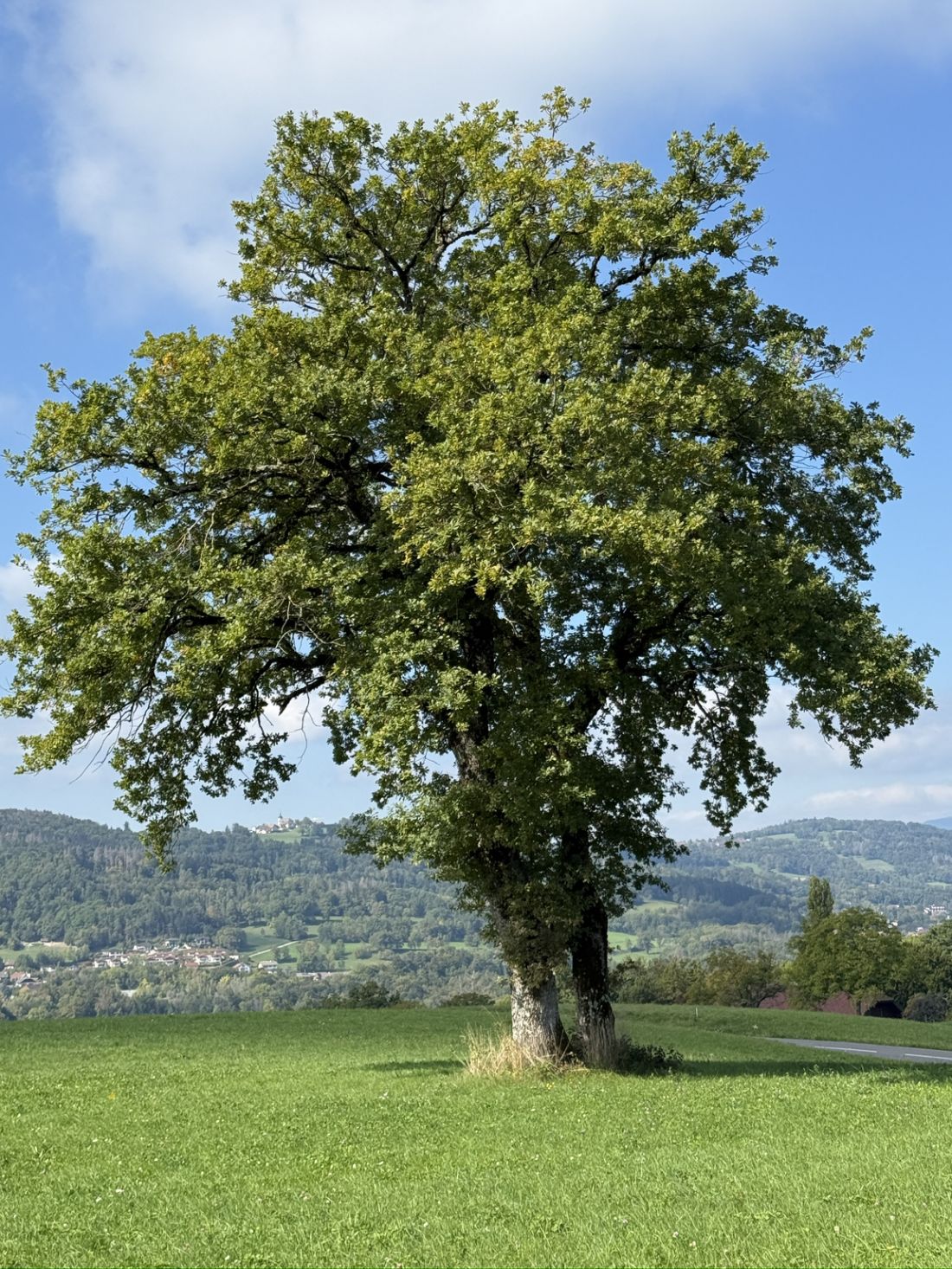 Chêne