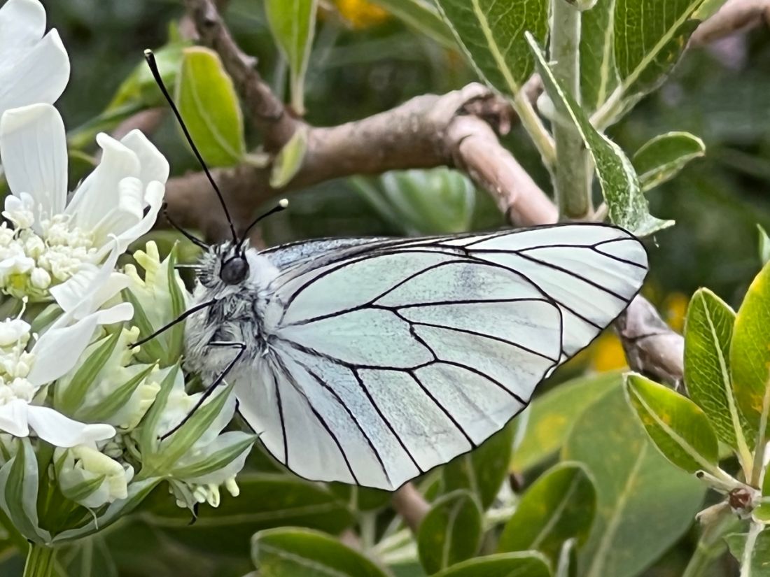 Caucalis et papillon