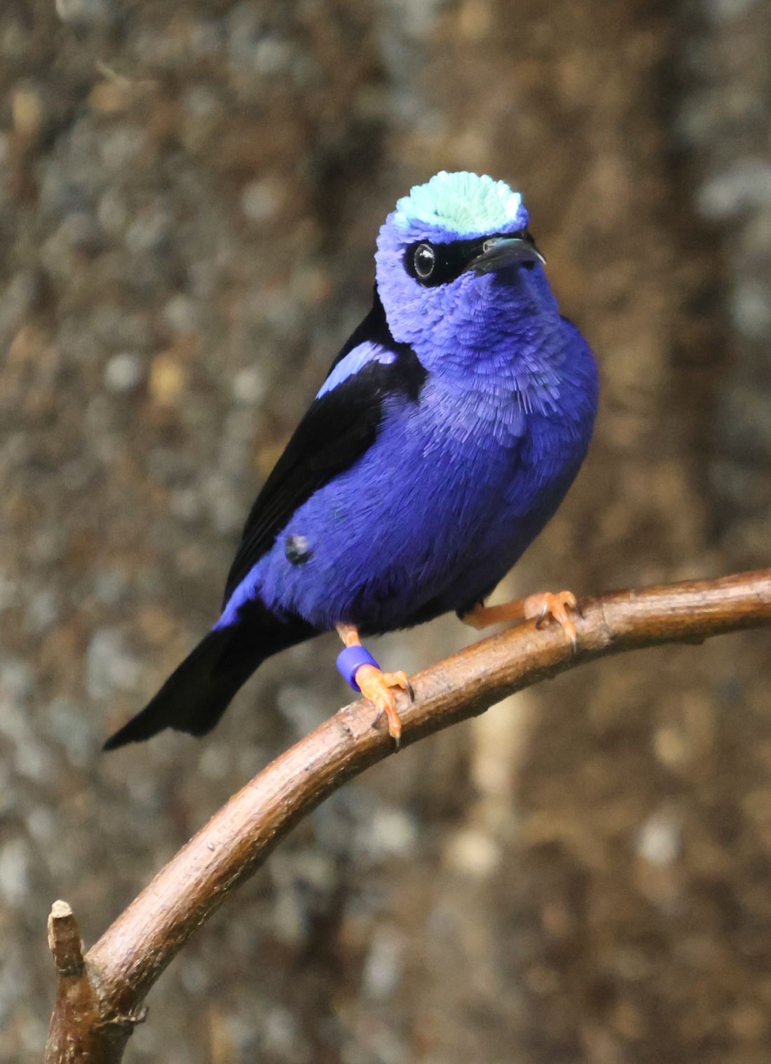 colibri