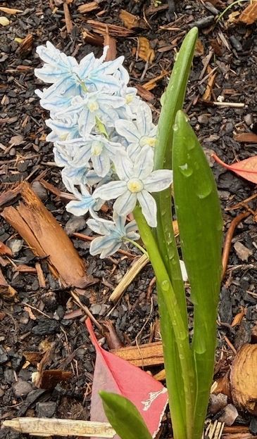 3ème lune Serpent de Bois