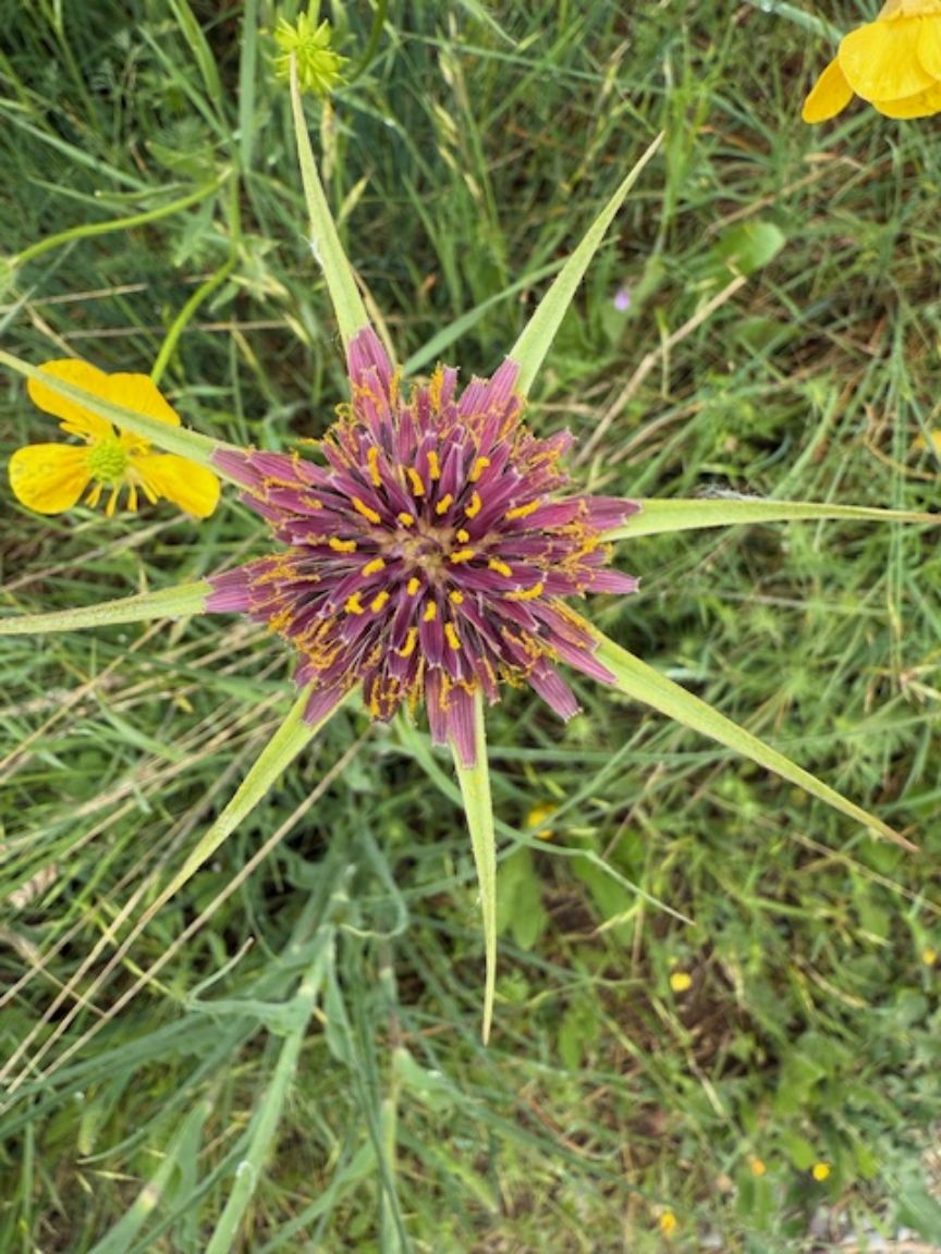 énergie métal Tragopogon porrifolius